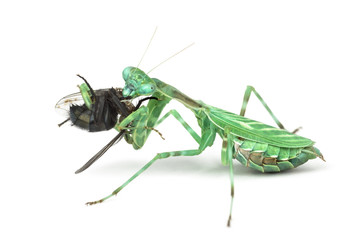 praying mantis  eating a fly isolated on white