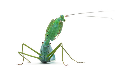 Male praying mantis - Macromantis ovalifolia, isolated on white