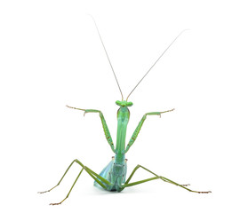 Male praying mantis - Macromantis ovalifolia, isolated on white