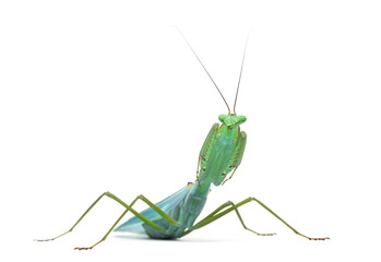 Male praying mantis - Macromantis ovalifolia, isolated on white