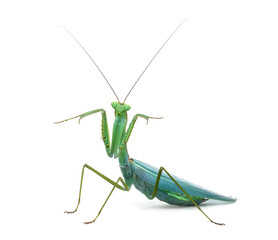 Male praying mantis - Macromantis ovalifolia, isolated on white