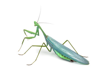 Male praying mantis - Macromantis ovalifolia, isolated on white