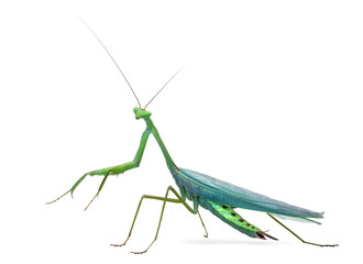 Male praying mantis - Macromantis ovalifolia, isolated on white