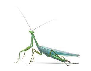 Male praying mantis - Macromantis ovalifolia, isolated on white