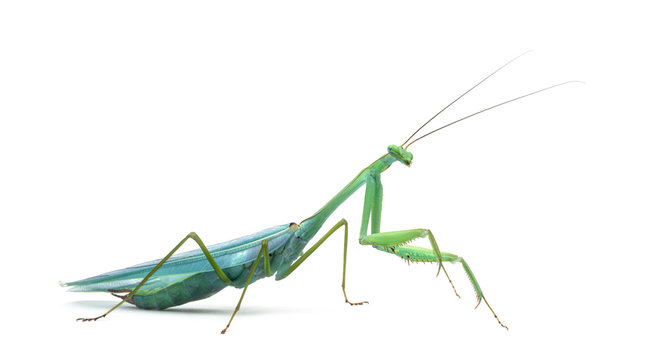 Male praying mantis - Macromantis ovalifolia, isolated on white