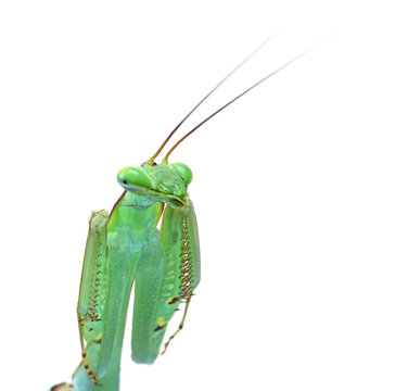 close-up on a praying mantis - Macromantis ovalifolia