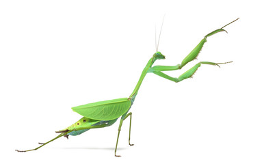 Male praying mantis - Macromantis ovalifolia, isolated on white