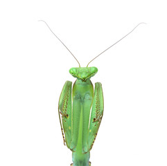 Male praying mantis - Macromantis ovalifolia, isolated on white