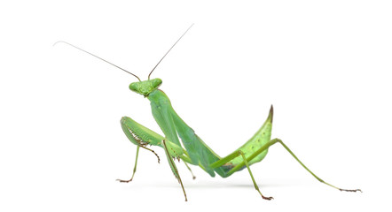 Male praying mantis - Macromantis ovalifolia, isolated on white