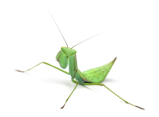 Male praying mantis - Macromantis sp, isolated on white
