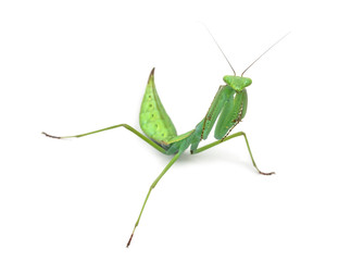 Male praying mantis - Macromantis sp, isolated on white