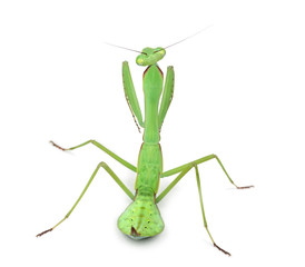 Male praying mantis - Macromantis sp, isolated on white