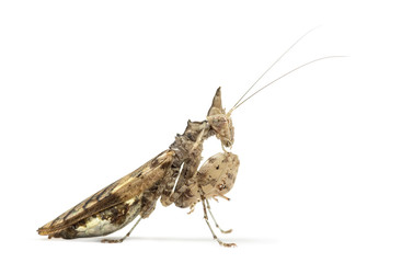 Female praying mantis, Ceratomantis saussurii, isolated on white