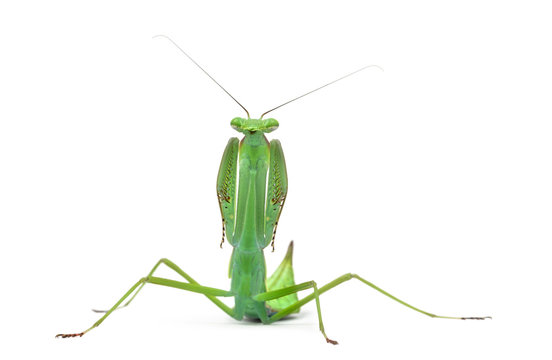 Male praying mantis - Macromantis ovalifolia, isolated on white