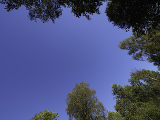 Baumkronen und wolkenloser Himmel