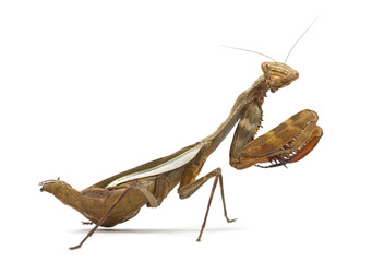 Praying mantis - Parasphendale sp Giant - isolated on white