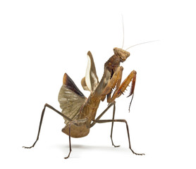 Praying mantis - Parasphendale sp Giant - isolated on white