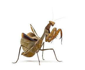 Praying mantis - Parasphendale sp Giant - isolated on white