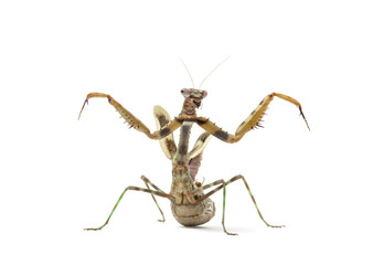 female Parasphendale affinis
