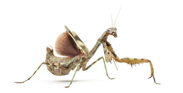 female Parasphendale affinis