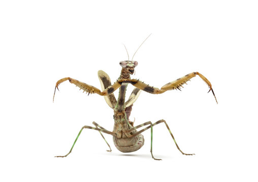 female Parasphendale affinis