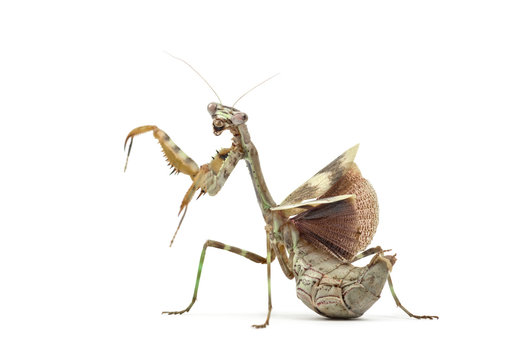 female Parasphendale affinis