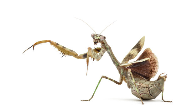female Parasphendale affinis