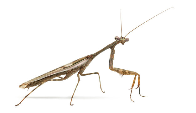 Male Praying mantis - Parasphendale affinis