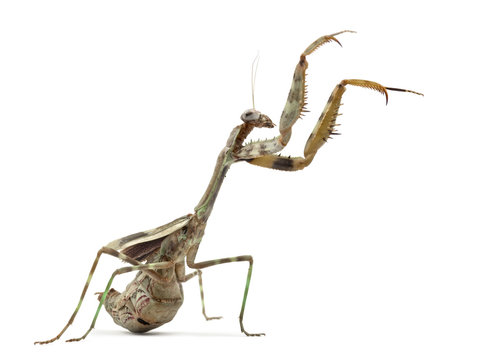 female Parasphendale affinis