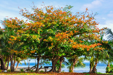 Fototapeta premium Colorful trees on Mana Island, Fiji