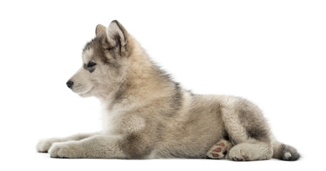 Side view of a Alaskan Malamute lying down