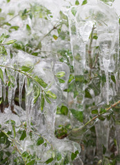 frozen green bush foliage leaves covered with thick amount of ice icicles unusual thing at winter