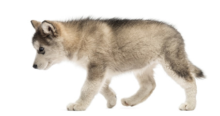 Fototapeta premium Side view Alaskan Malamute puppy walking isolated on white