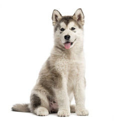 Alaskan Malamute puppy sticking the tongue out isolated on white - obrazy, fototapety, plakaty