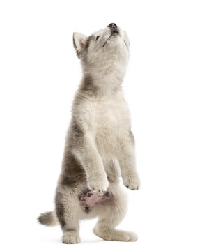 Alaskan Malamute puppy on hind legs isolated on white
