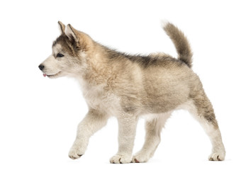 Alaskan Malamute puppy walking isolated on white