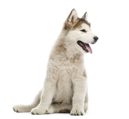 Alaskan Malamute puppies sitting and panting isolated on white