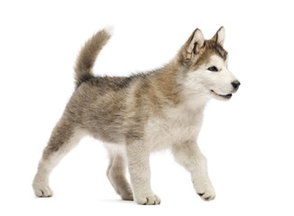 Alaskan Malamute puppy walking isolated on white