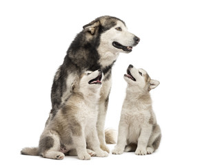 Alaskan Malamute puppies and their mum sitting isolated on white