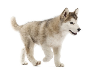 Alaskan Malamute puppy walking isolated on white