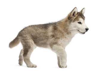 Alaskan Malamute puppy walking isolated on white