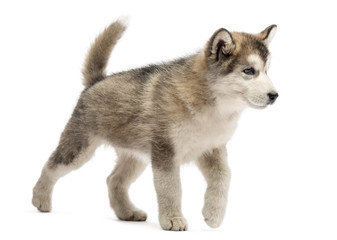 Alaskan Malamute puppy walking isolated on white