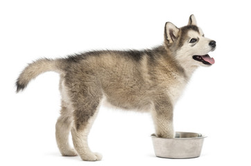 Side view of a Alaskan Malamute puppy with a bowl