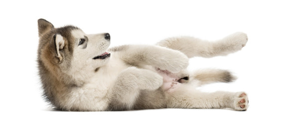 Alaskan Malamute puppy lying on the side isolated on white