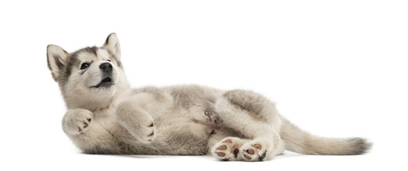 Alaskan Malamute puppy lying on the side isolated on white