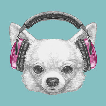 Portrait of Chihuahua with headphones. Hand drawn illustration.
