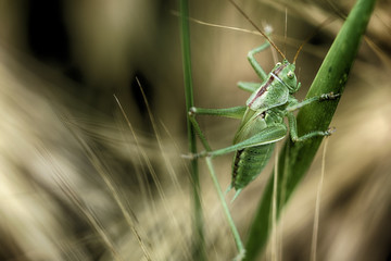 Świerszcz polny © grzechu1999