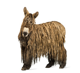 Poitou donkey with a rasta coat isolated on white