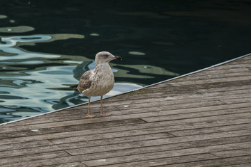 Seagull on a pear