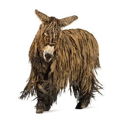 Poitou donkey with a rasta coat walking isolated on white